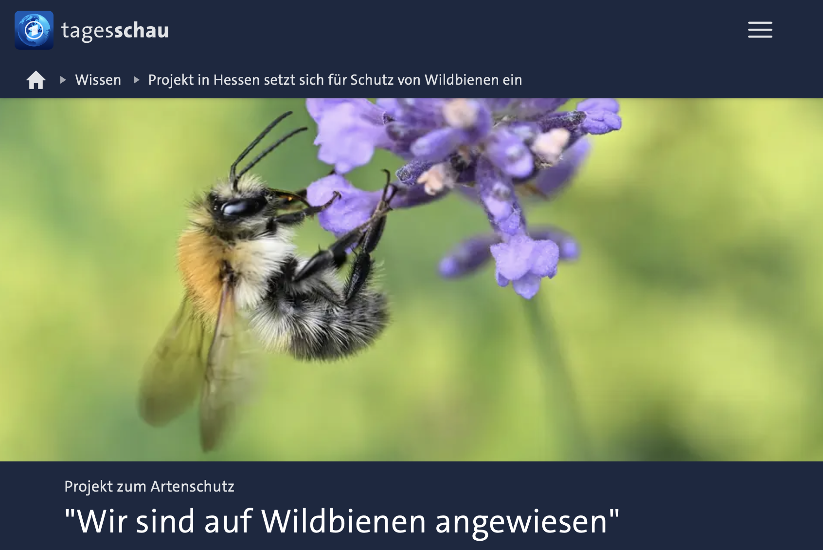 Projekt in Hessen setzt sich für Schutz von Wildbienen ein
